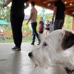 Paartanz- - Standard/ Latein in den Spaeth'schen Baumschulen